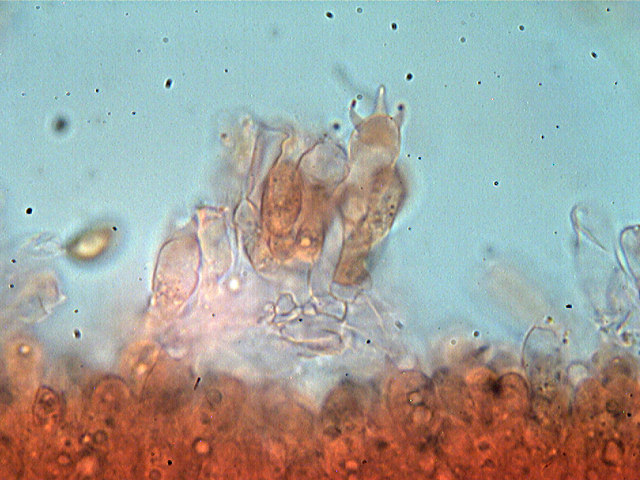 Inocybe??? dal giardino di Paolofon